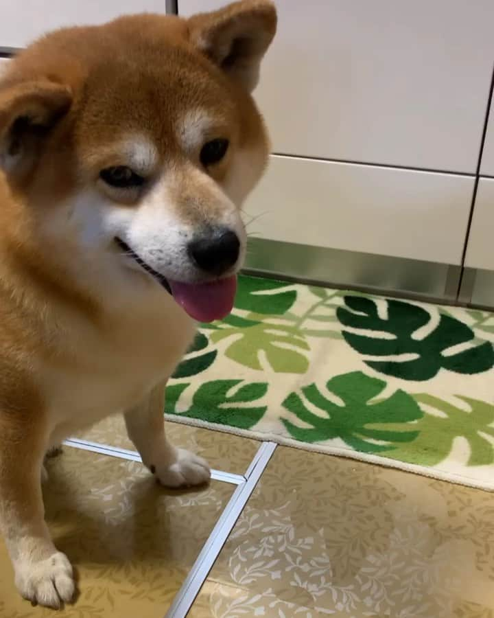 shibainu berryのインスタグラム