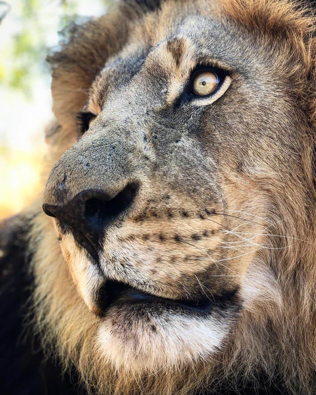 Kevin Richardson LionWhisperer のインスタグラム