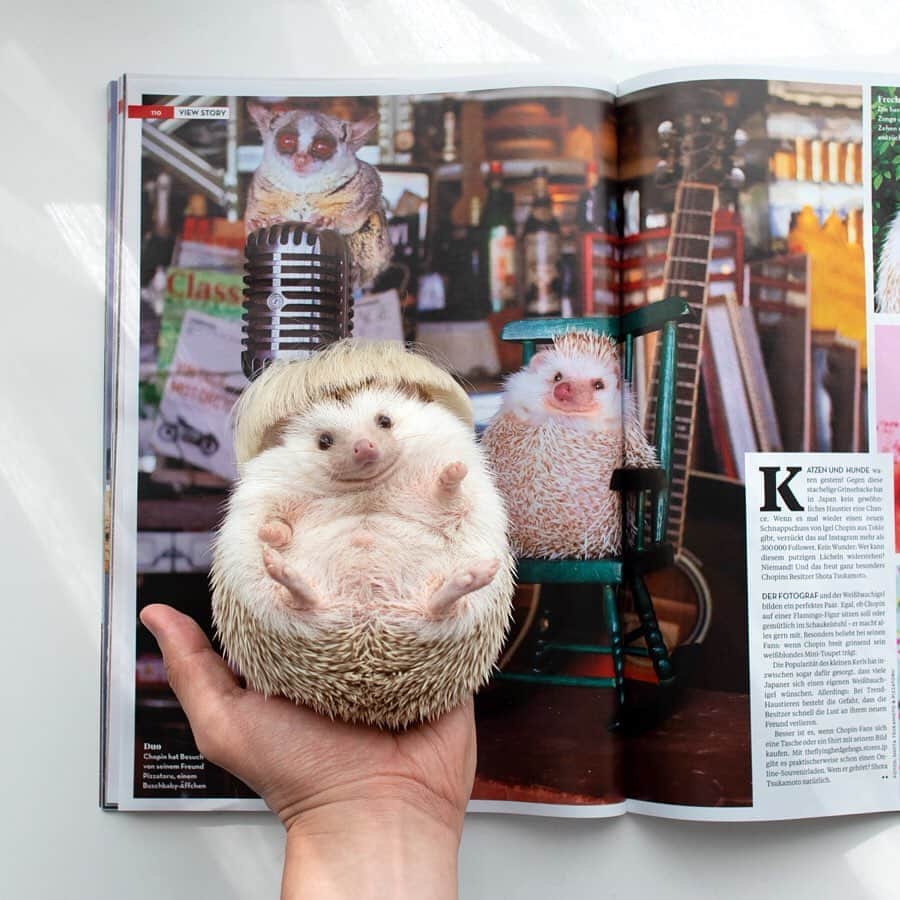 ダーシーさんのインスタグラム写真 - (ダーシーInstagram)「Danke schön🇩🇪✨ ・ ・ ・ ドイツの写真雑誌にショパンのロン毛時代がでかでかと掲載されました🤣 ピザトルくん(@pizzatoru)もゲスト出演してくれていますよ🐵ダンケシェン🙏🏻✨」7月30日 22時23分 - darcytheflyinghedgehog