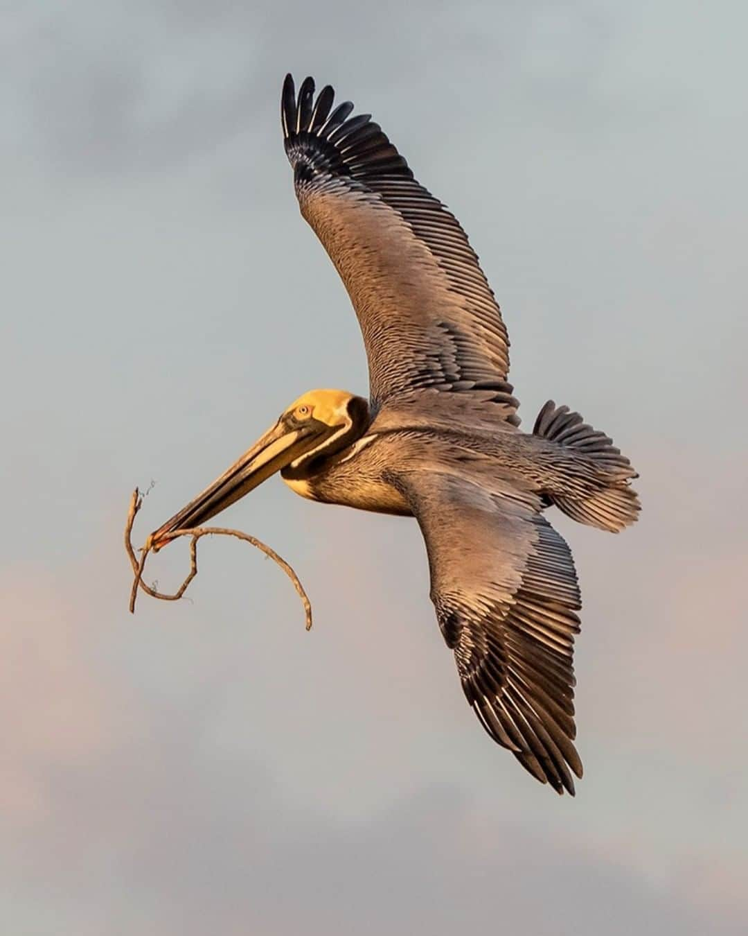 Sigma Corp Of America（シグマ）さんのインスタグラム写真 - (Sigma Corp Of America（シグマ）Instagram)「@roaminwithromanphoto took this awesome shot of a bird in flight with the SIGMA 60-600mm F4.5-6.3 DG OS HSM Sports lens. . . . @sigmaphoto #sigmaphoto #sigma60600mmsports #TelephotoTuesday #bird #birding #wildlife #photography」7月30日 22時40分 - sigmaphoto