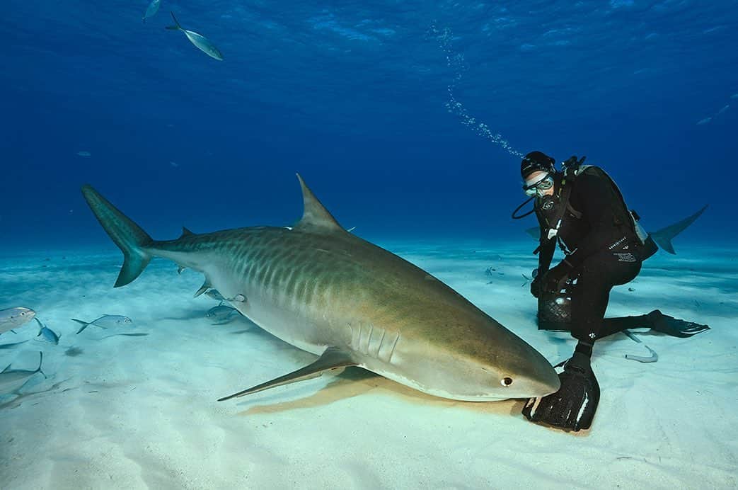 National Geographic Creativeさんのインスタグラム写真 - (National Geographic CreativeInstagram)「Photo by @brianskerry | A diver interacts with a tiger shark at Tiger Beach in the Bahama Islands. #TigerShark #Bahamas #Underwater」7月30日 22時50分 - natgeointhefield