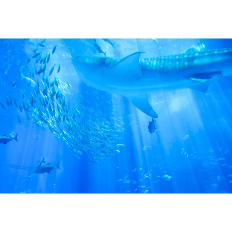 Ai.tさんのインスタグラム写真 - (Ai.tInstagram)「. . 3日目は美ら海水族館と 平和祈念公園へ❤️🙆‍♀️ . 子どもたちに聞いたら海とプールと公園が楽しかったって🤣💓 . . ここは本当大きい遊具が多くて楽しそうだったなぁ🤔❤️ . 三泊目は @marinx_okinawa のペンションに泊まったよ💁‍♀️ @marinx.poolvilla もとても素敵だから今度泊まってみたいなぁ😊💓 . . 沖縄、本当楽しかった😭 ただ紫外線？日差しが強すぎた🤣 もっとこまめに日焼け止め塗れば良かったと後悔…😅 .  朝一の便で乗って帰りは17時くらいの便で帰ってきたんだけど 行きも帰りも寝てくれたから 良かったよー😆 生紅芋タルトを飛行機乗る間際に見つけてそれだけ食べてみたかったなぁ🤭 . とりあえず伊計島が最高だった！ . また行きたいね❤️🙆‍♀️ . . #nagisa_kouya_movie #沖縄」7月31日 10時10分 - ngs.rky.kuy