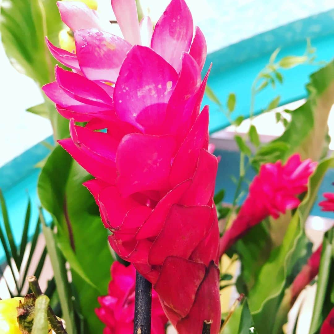 のインスタグラム：「🌹7/29の週のスタジオ装花🌹 "夏本番突入ですね！ トロピカルな沖縄をイメージし、カラフルに楽しく制作致しました。" by #takeshithemangrove  #レッドジンジャー #花ナス #ケイトウ #ピンポンマム #ピンクッション #ソケイ #モカラ #エピデンドラム  #花 #花が好き #花が好きな人と繋がりたい #flower #フラワーアレンジメント  #フラワー #スタジオ装花 #装花 #花がある暮らし #花と暮らす」