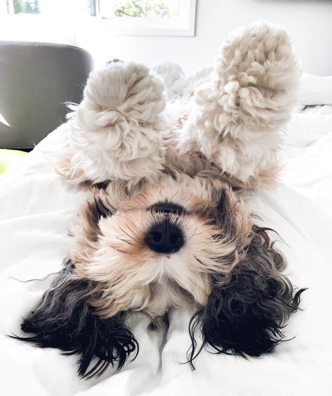 Buddy Boo Blueさんのインスタグラム写真 - (Buddy Boo BlueInstagram)「Multiple choice question: Does Benny have  A. Many worries or  B. None of the worries Feel free to take all the time you need.」7月31日 9時18分 - buddyboowaggytails