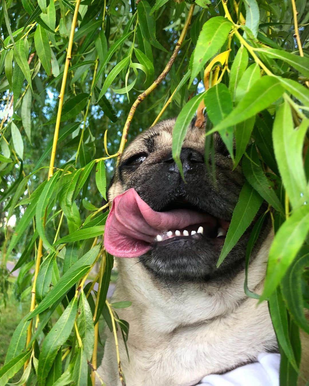 itsdougthepugさんのインスタグラム写真 - (itsdougthepugInstagram)「“Creepin’ on my crush” -Doug」7月31日 1時09分 - itsdougthepug