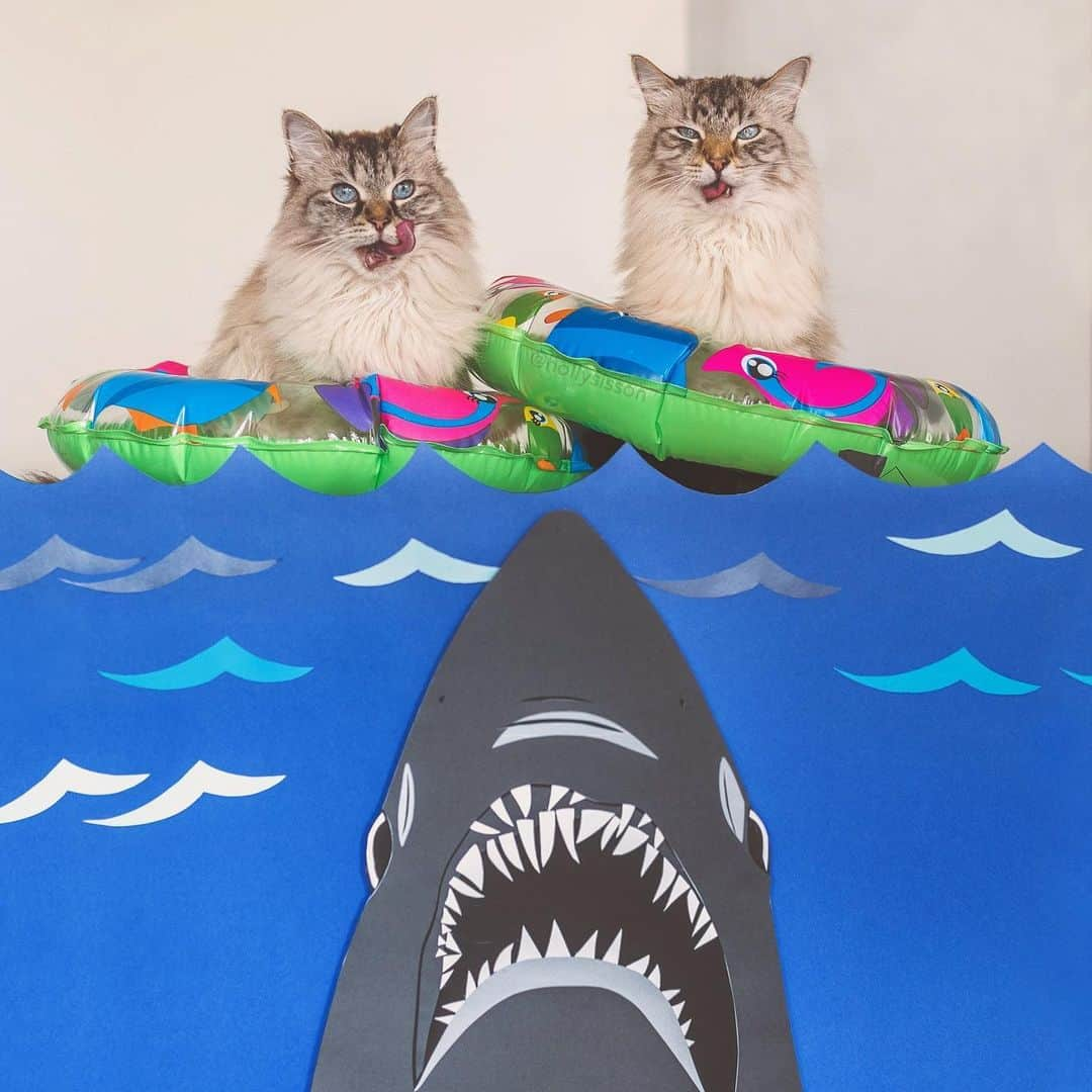 Holly Sissonさんのインスタグラム写真 - (Holly SissonInstagram)「A crazy #tot for #sharkweek 😹 #cat #Toronto #SiberianCat (See more of Alice, Finnegan, and Oliver, on @pitterpatterfurryfeet) ~ Canon 1D X MkII + 50 f1.4 @ f2.5 See my bio for full camera equipment information plus info on how I process my images. 😊 ~ @bestmeow #bestmeow」7月31日 1時10分 - hollysisson