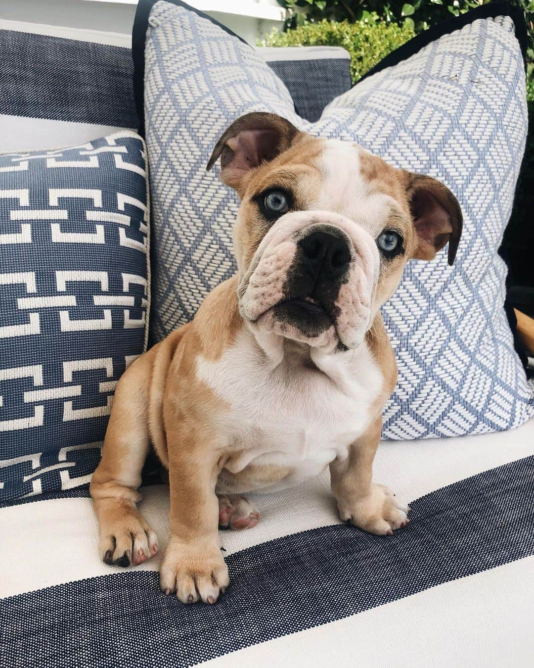 リース・ウィザースプーンさんのインスタグラム写真 - (リース・ウィザースプーンInstagram)「Pupdate: Today, Lou ate my favorite sneaker 👟... but just the left one. 🤷🏼‍♀️ #LouTheBulldog」7月31日 2時11分 - reesewitherspoon