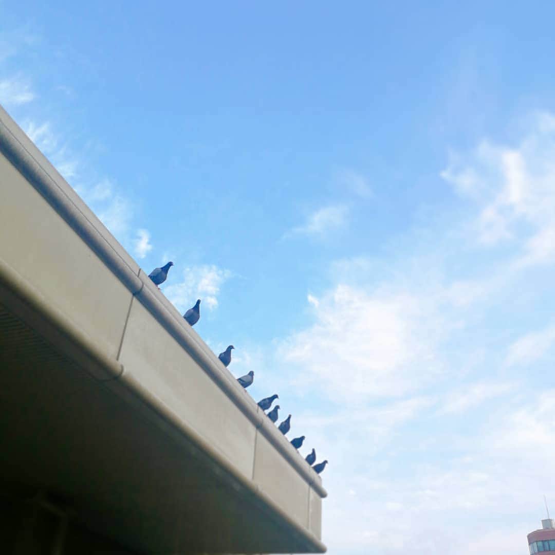 林智美 さんのインスタグラム写真 - (林智美 Instagram)「シャワー浴びなきゃ… からが毎度長いわたし😩  #あと一歩 #鳩ぽっぽ #神戸 #kobe #神戸駅 #眠み」7月31日 2時13分 - h_tomomi_i