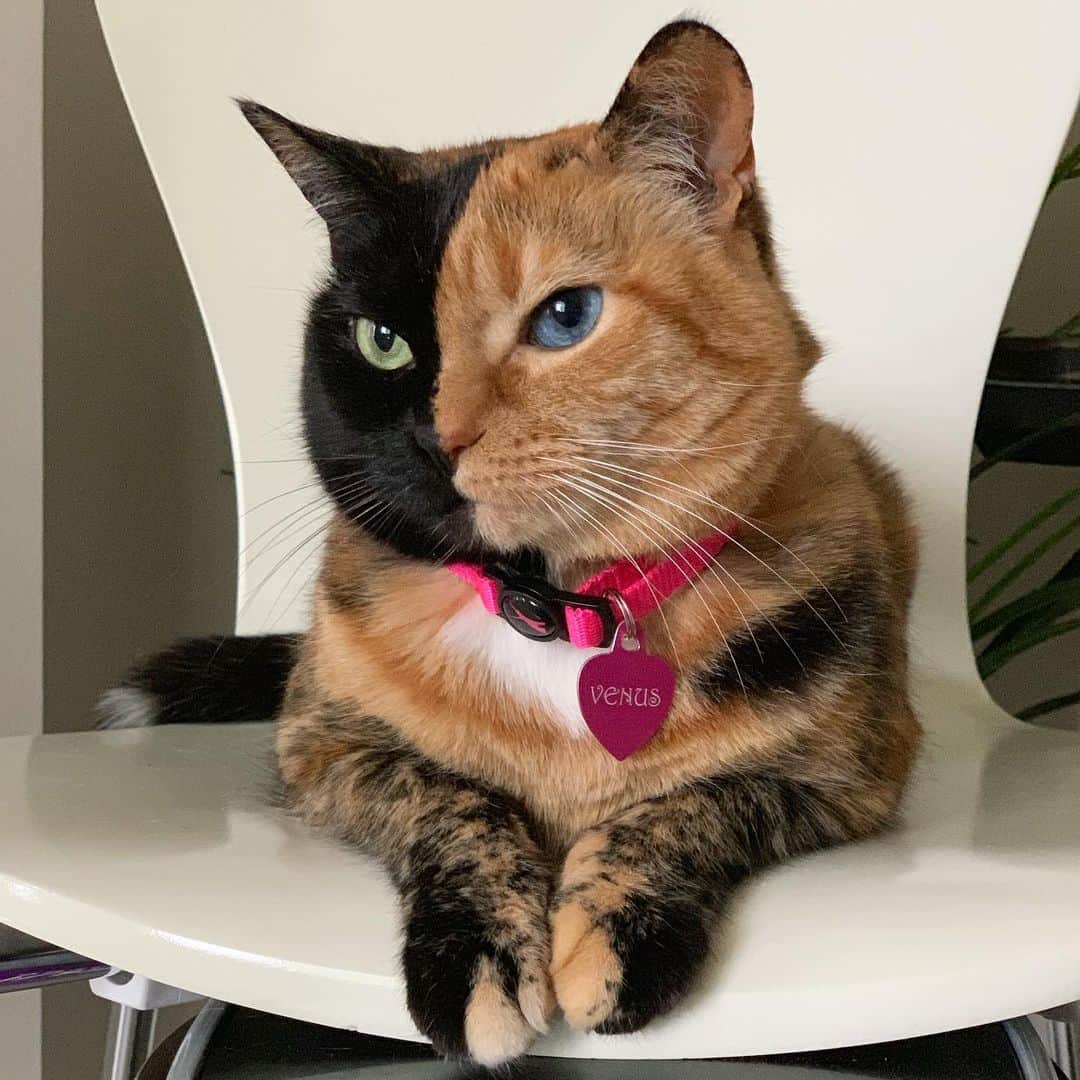 Venus Cat さんのインスタグラム写真 - (Venus Cat Instagram)「The current world record for the cat who lived the longest is 38 years old!! I just celebrated my 10th birthday and my adopted sister Ginger (@venusandfamily ) is 13.5 years old. 🐾🧡 How old is/was your oldest cat? Mom’s hoping I can set a new world record for that...don’t all Cat Mom’s? 😻❤️🐾」7月31日 2時41分 - venustwofacecat
