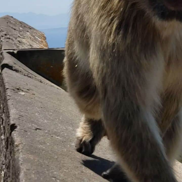 ウェスリー・キリングのインスタグラム：「Monkey action shot in Gibraltar. Went up the big rock, saw the tunnels used in WWII and to defend Gibraltar throughout history. What a cool experience and beautiful site #gibraltar #bigrock #monkeys 🇬🇮🛳🗻」