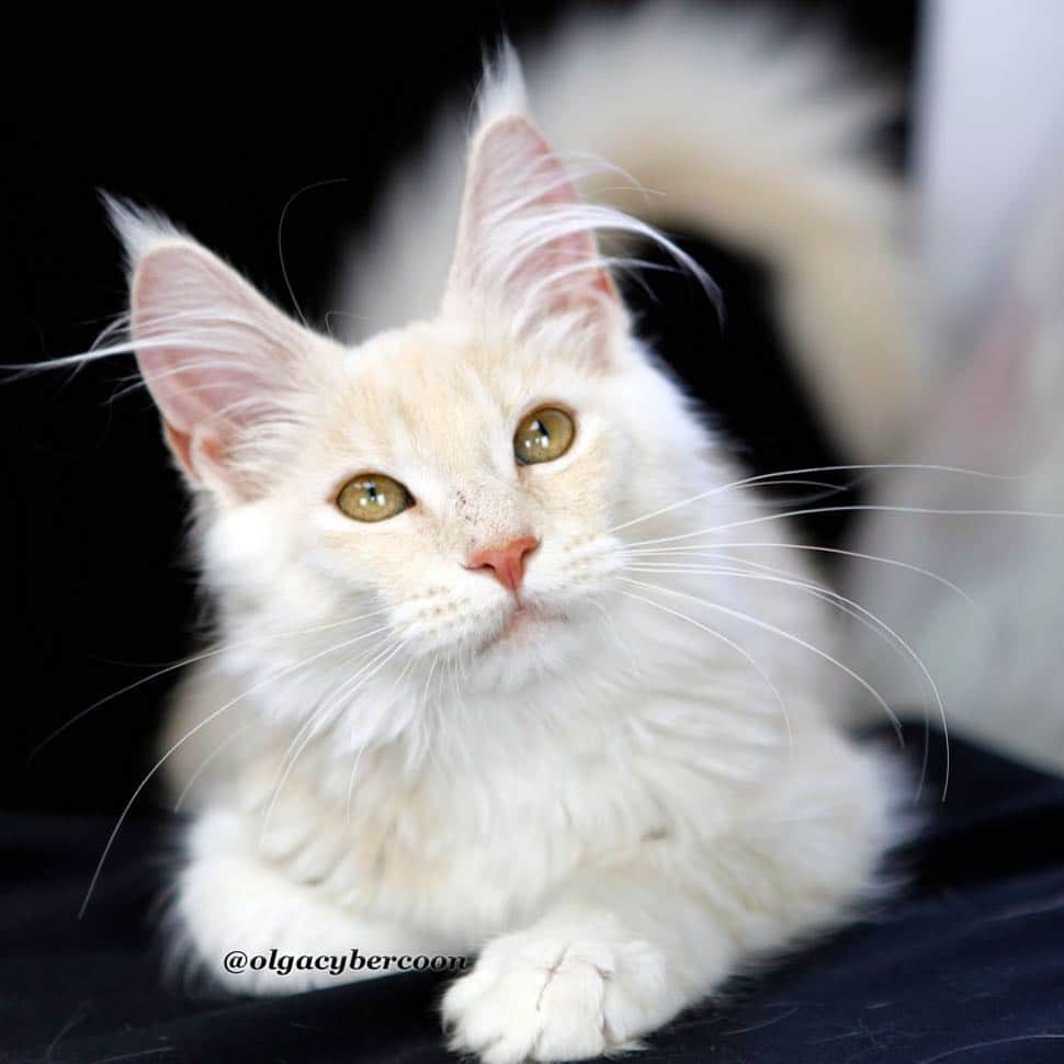 МейнКун MaineCoon Питомникのインスタグラム：「Красавица Талулла ❤️🤗 Amazing beauty Tallula❤️🐾」