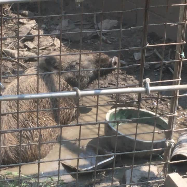 内澤旬子のインスタグラム