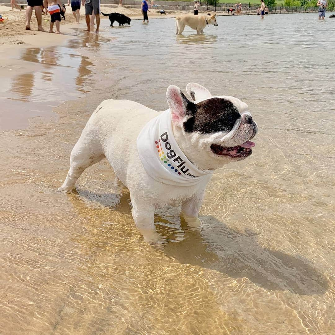 Manny The Frenchieさんのインスタグラム写真 - (Manny The FrenchieInstagram)「When it’s nice out, I love spending time with my pals in the sun and surf! But did you know that unvaccinated dogs are at risk for dog flu even at the beach? That’s why I’m teaming up with Merck Animal Health to raise awareness about #dogflu prevention through vaccination. Learn more at dogflu.com.  #sponsored」7月31日 4時50分 - manny_the_frenchie