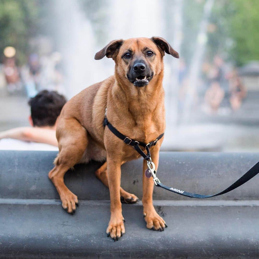 The Dogistさんのインスタグラム写真 - (The DogistInstagram)「Kobi, mix (1 y/o), Washington Square Park, New York, NY • “She has a great disappearing trick. You got 20 bucks? She’ll do it for $10.”」7月31日 5時10分 - thedogist