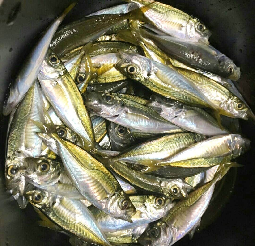 町田星児さんのインスタグラム写真 - (町田星児Instagram)「今年大阪湾のどこに行っても豆アジしか釣れへんわ。去年は知らんけど……。2時間で釣った83匹の豆アジをさばくのに2時間かかった。 #大阪湾の釣り」7月31日 5時45分 - machidaseiji