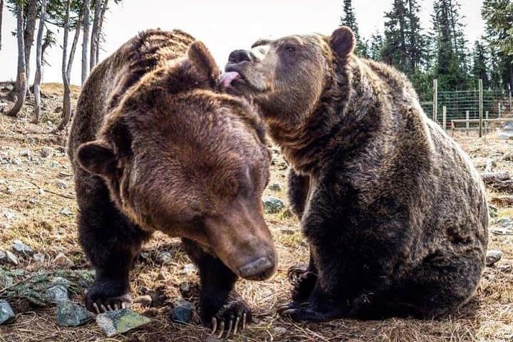 バンクーバー観光局- Tourism Vancouverさんのインスタグラム写真 - (バンクーバー観光局- Tourism VancouverInstagram)「バンクーバーは、郊外に多くの野生の熊が暮らしていることでも知られていますが、野生の熊に遭遇するのは怖いですよね。人気の観光地 グラウスマウンテンには熊の保護区があり、2頭の熊「グラインダー」と「クーラ」に出会うことができますよ。⁠ 📷 : @grousemountain(Instagram)⁠ .⁠ .⁠ .⁠ #カナダ #バンクーバー #Vancouver #旅 #旅行 #女子旅 #旅好き #一人旅 #海外旅行 #トラベル #旅女子 #旅行好きな人と繋がりたい #旅好きな人と繋がりたい #旅行好き #旅行大好き #旅行行きたい #旅に出たい #海外 #旅の記録 #旅の思い出 #旅行記 #旅したくなるフォト #マイトリップ #マイトリ #retrip_global #風景 #世界一周 #ダレカニミセタイケシキ #グラウス山 #熊⁠」7月31日 6時00分 - vancouvertabi