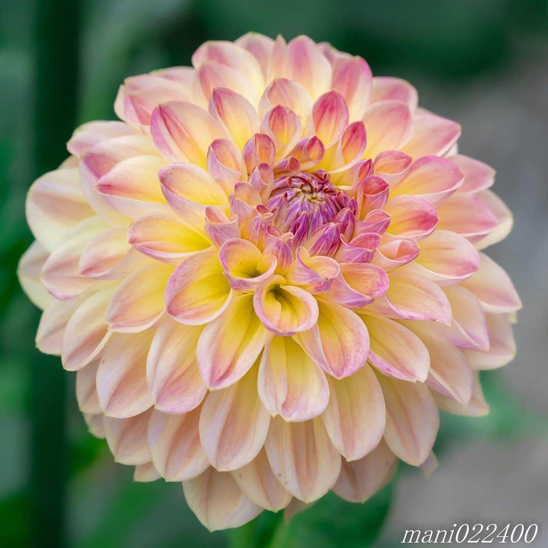 mani022400さんのインスタグラム写真 - (mani022400Instagram)「. 31 Jul. 2019 . Good morning🌸🌺🌹✨ . . . . . 🌺🌺🌺🌷🌷🌷🌹🌹🌹🌸🌸🌸 ご訪問ありがとうございます🙇 . お花以外の写真は サブアカウントにポストしています。 良かったら、覗いてください🙇🙇 ⬇️⬇️⬇️ @mani0224000 . 🌺🌺🌺🌷🌷🌷🌹🌹🌹🌸🌸🌸 . . . 🔷🔷🔷🔷🔷🔷🔷🔷🔷 #カメラ好きな人と繋がりたい  #flower  #花 #flowers  #写真好きな人と繋がりたい love_bestjapan  serahana #ファインダー越しの私の世界  #花のある暮らし  #bns_lite #eclecticshow #explore_floral . #9vaga9  9Vaga_Rose9  9vaga_3flowers9  #floristsandflowers #ip_blossoms_member #fabulous_shots ig_flowers #ponyfony_flowers #meiko_flora_member meiko_roses  #myheartinshots #la_flowers #rainbow_petals #top_favourite_flowers  #quintaflower #inspiring_shot #phx_flowers #dreaming_in_macro flower_special_legend  nature_special_legend  #ind_flowers #tv_flowers #best_mmf_vipday  #best_beauty_flora_  9vaga_flowersart9 #ptk_flowers #fleur_noblesse_m .」7月31日 6時54分 - mani022400