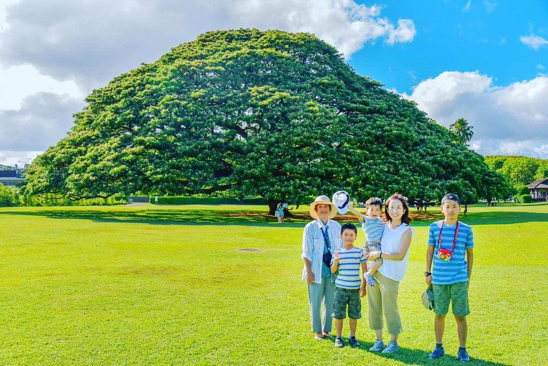 kawaiihawaiitourさんのインスタグラム写真 - (kawaiihawaiitourInstagram)「カワイイ・ハワイ・ツアーのどこでもツアーでは、この木なんの木も大人気です‼️😄🤙 この日は、ご家族でツアーに参加してくれました。ありがとうございます。当社では、お客様が行きたいところを自由に選んでもらって好きなようにツアーが回れます。 --------------------------------------------------------- ❤️Kawaii Hawai'i Tour / カワイイ・ハワイ・ツアー ❤️✨🌈プラン🌈✨ (ハワイ州政府公認会社 PUC 497-C) ✔︎日本人経営 日本人ガイド付きツアーなので安心️🏝✨😎👍🏽 ✔︎あなただけのオリジナルツアーが作れます ✔︎初ハワイ満喫コース、オススメスケジュールご用意しています‼︎ ✔︎ガイドブック派？それともローカル体験派？ ✔︎なんでもご相談下さい 💁🏽‍♂️💁🏽☀️🏝✨😎👍🏽 ✔︎お写真もたくさんお撮りします🤳 -------------------------------------------------------- お客様の笑顔が私達の笑顔をモットーにツアーをさせてもらっています🚙🚖🚘 --------------------------------------------------------- #ハワイ #hawaii #カワイイハワイハワイツアー #空 #ワイキキビーチ #旅行 #ハワイツアー #ハワイオプショナルツアー #ハワイチャーターツアー  #海  #ファインダー越しの私の世界  #ハワイ旅行  #天国の海  #ラニカイビーチ #ピルボックス #ピンクピルボックス #ハワイウェディング #モアナルアガーデン #ハワイハネムーン #ハワイ挙式  #ハレイワ #カイルア  #アウラニディズニー #カカアコ #カカアコウォールアート #女子旅  #この木なんの木  #日立の樹 #写真好きな人と繋がりたい #ハワイ好きな人と繋がりたい」7月31日 7時05分 - kawaiihawaiitour