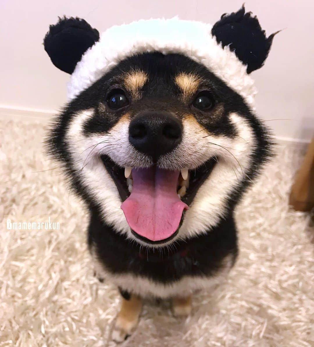 まめ丸のインスタグラム：「* * おはよー🐶❣️ 今日もニコニコでがんばろー🐶💓 * I'm panda🐼🐶💓 * #ぼくもおるすばんがんばるぞ🐶💪✨ #まめ丸パンダ🐼 #違和感なし❣️ * #柴犬#豆柴#柴#黒柴#黒豆柴#犬#ふわもこ部#shiba#shibainu#shibastagram#shibadog#puppy#instadog#dogstagram#dog#mameshiba#instashiba#petstagram#pet#buzzfeedanimals#cute#cutedog#강아지#멍스타그램#doglover#rakutenpet#まめ丸かぶりもの」