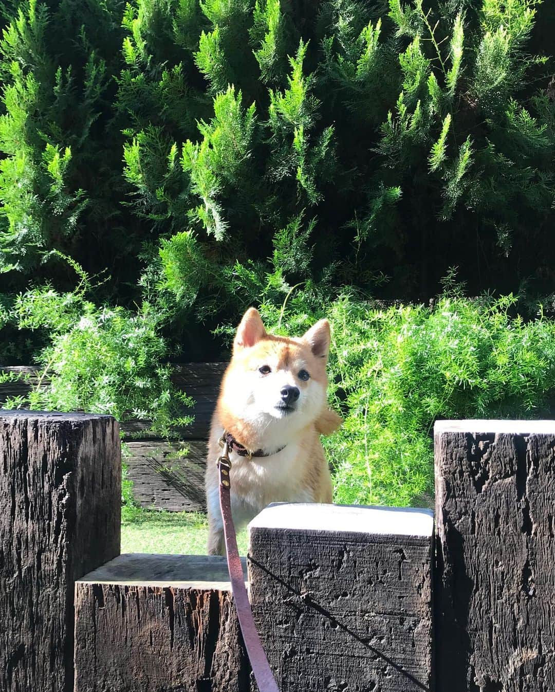 豆柴にこちゃんさんのインスタグラム写真 - (豆柴にこちゃんInstagram)「🐶 おはよー 写真は、日曜に行った 愛犬ヴィレッジの。 . ここは一応室内に小さいドッグランがあるけど、 いつ行っても小型犬が多く、 元気に走り回る柴や中・大型犬は 少し警戒されてるような気がするし、 実際、走って小型犬にぶつかって 怪我させたりしたら怖いので リードをはずせません😅 . なので毎回あまり楽しめず、 とりあえず富士山になって やり過ごしました😁 . #富士山 #fujiyama #Mtfuji #柴犬#豆柴#pecoいぬ部#犬#わんこ#犬#shibainu#dog#mameshiba#pecotv#dog#いぬのきもち部#しばいぬ#しばけん#こいぬ#シバイヌ#いぬ#イヌ#赤柴#マメシバ#ペット#日本犬#子犬#puppy#doggo#pet#시바견#강아지#개」7月31日 7時14分 - nikochan.mame48