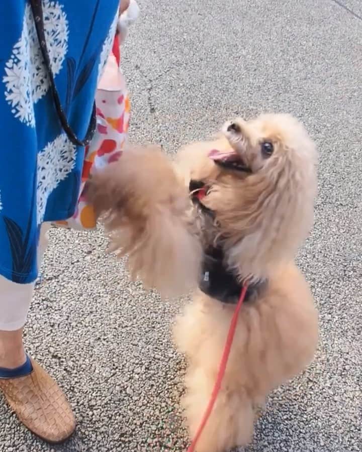 Toypoodle Mikuru?Asakusa Tokyoのインスタグラム：「20190731 Wednesday. Good morning! Friends 💕 今日で7月終わりなんですって😱 . ❶ ハスの花をペコママと見に行くよ！ でも花よりダンゴのみくるちゃん😰 ❷ ペコママ独り占め😅 ❸ ペコママlock-on😂😂😂 ❹ 浅草寺も蓮の花が綺麗に咲いてます。やっと見れた💖 ❺ みくるの法則動画。今日も元気に直進😂 . 朝5時台でも暑いです🥵 暑さも関係ない みきゅるんの食欲が怖いです😱 . #みくるんとペコママ #浅草寺 #蓮」