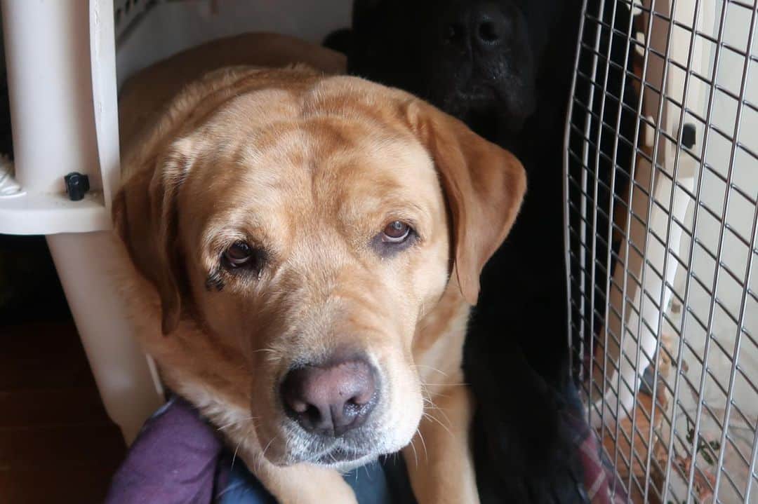 Jake And Gingerさんのインスタグラム写真 - (Jake And GingerInstagram)「Just a clingy Jake and a little asmr 😂 #talesofalab #worldoflabs #dogsofinstagram #fab_labs_ #labs_of_insta #weeklyfluff #asmr #eating」7月31日 7時45分 - jake_n_ginger