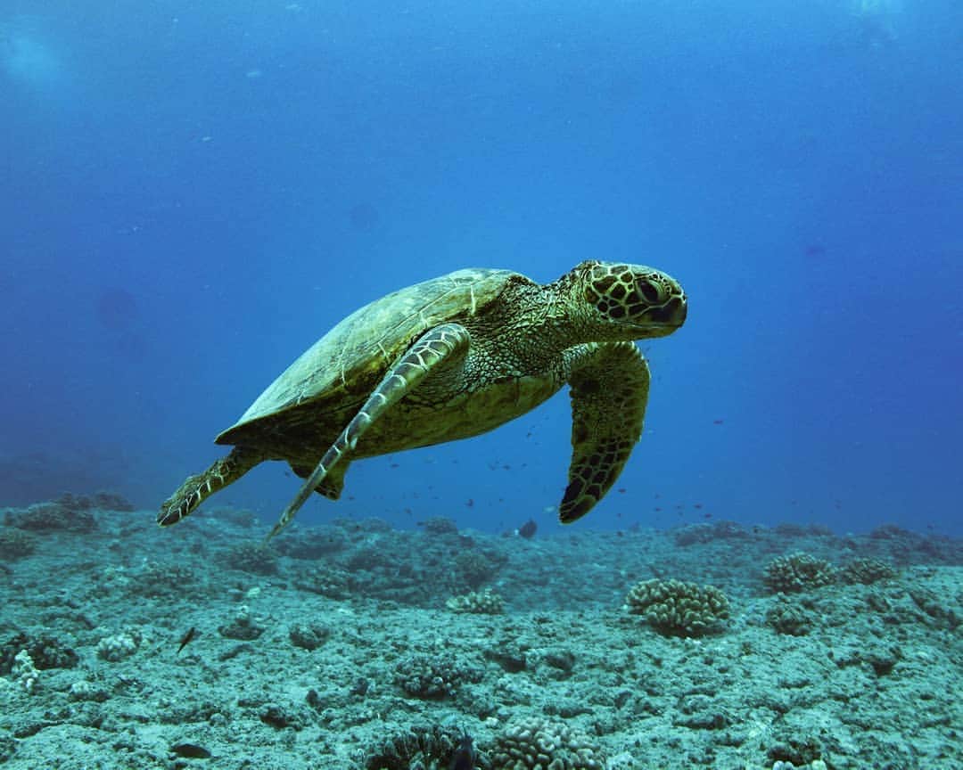 And Youさんのインスタグラム写真 - (And YouInstagram)「Sea turtles live in almost every ocean basin throughout the world, nesting on tropical and subtropical beaches. They migrate long distances to feed, often crossing entire oceans. ​​​. ​. ​. ​. ​. ​. ​. ​. ​. ​. ​. ​. ​. ​. ​. ​. ​. ​#hawaiivacation #hawaii #oahu #unrealhawaii #oahutours #sealife #ocean #underwaterphotography #oceanlife」7月31日 7時46分 - dolphinsandyou