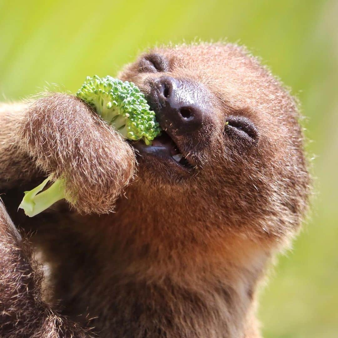 San Diego Zooさんのインスタグラム写真 - (San Diego ZooInstagram)「Find someone who looks at you the way Tornero looks at broccoli 🥦 #iloveyouslowmuch #yourdailycuppaslothee #slowyourscroll #sandiegozoo 📷 Liz Sauer」7月31日 8時03分 - sandiegozoo