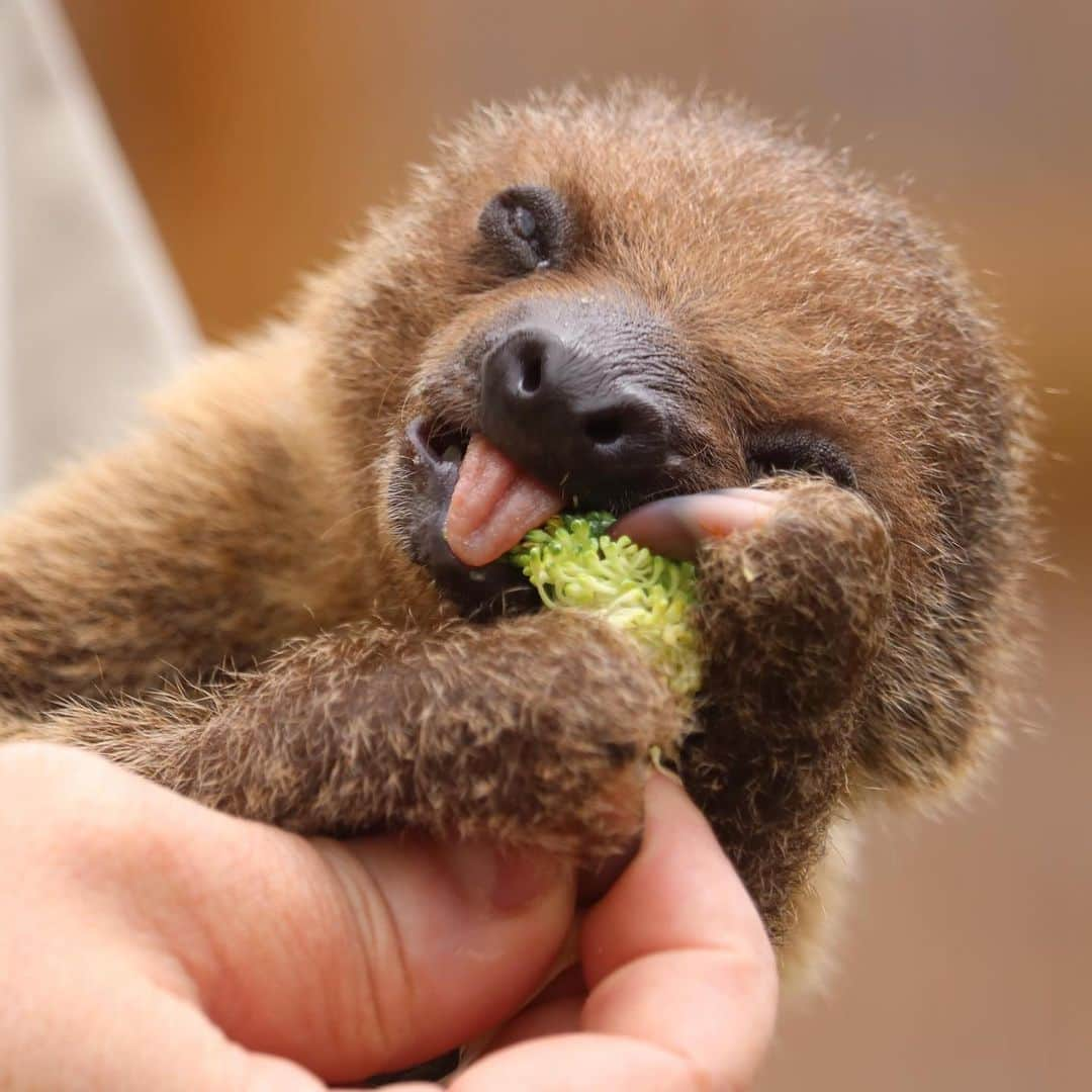 San Diego Zooさんのインスタグラム写真 - (San Diego ZooInstagram)「Find someone who looks at you the way Tornero looks at broccoli 🥦 #iloveyouslowmuch #yourdailycuppaslothee #slowyourscroll #sandiegozoo 📷 Liz Sauer」7月31日 8時03分 - sandiegozoo