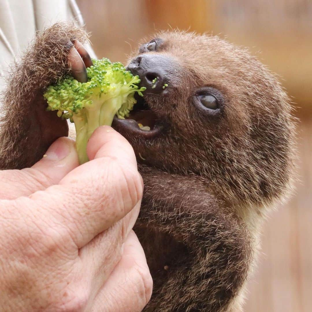 San Diego Zooさんのインスタグラム写真 - (San Diego ZooInstagram)「Find someone who looks at you the way Tornero looks at broccoli 🥦 #iloveyouslowmuch #yourdailycuppaslothee #slowyourscroll #sandiegozoo 📷 Liz Sauer」7月31日 8時03分 - sandiegozoo