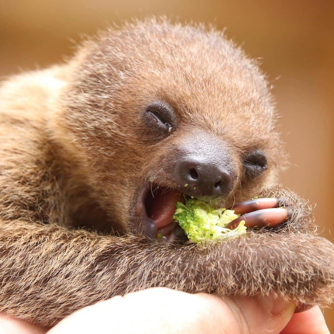 San Diego Zooさんのインスタグラム写真 - (San Diego ZooInstagram)「Find someone who looks at you the way Tornero looks at broccoli 🥦 #iloveyouslowmuch #yourdailycuppaslothee #slowyourscroll #sandiegozoo 📷 Liz Sauer」7月31日 8時03分 - sandiegozoo