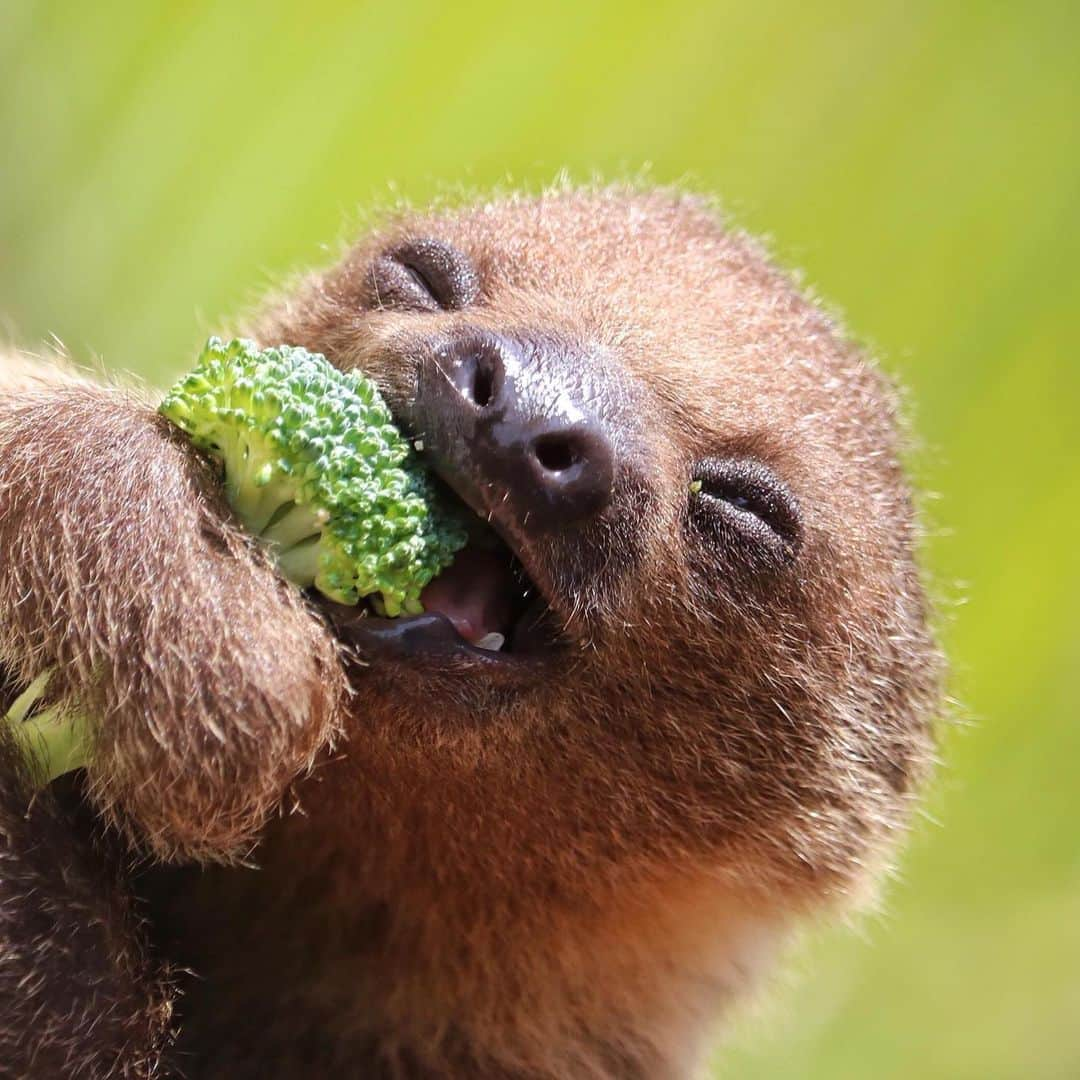 San Diego Zooさんのインスタグラム写真 - (San Diego ZooInstagram)「Find someone who looks at you the way Tornero looks at broccoli 🥦 #iloveyouslowmuch #yourdailycuppaslothee #slowyourscroll #sandiegozoo 📷 Liz Sauer」7月31日 8時03分 - sandiegozoo