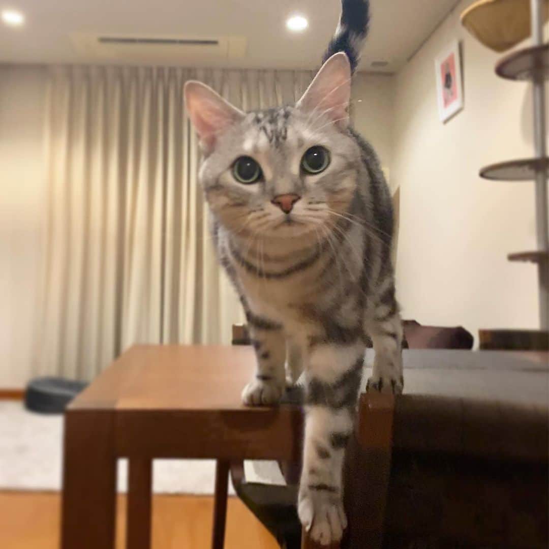 Alain アランさんのインスタグラム写真 - (Alain アランInstagram)「Good morning! Bonjour! Let’s play! * おはようございますにゃん！ さ、あそぼ！ * #catstagram #cat_features  #topcatphoto #cutepetclub #catsofinstagram #ig_catclub #cats_of_world #meowsandwoofs #meowvswoof#nc_cuties #excellent_cats #catstocker  #bestmeow #magnificenteowdels#bestcats_oftheworld#INSTACAT_MEOWS #peco #animalsco#mofmo#igersjp#みんねこ#ふわもこ部#アメショー#ビューティープロコンテスト @beautypro_contest #lovelycatonline#映画ペット2キャンペーン#映画ペット2#sippo写真展に参加したい」7月31日 8時23分 - alain_cat