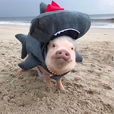 のインスタグラム：「A Prissy HAMmerhead Shark...Yeh, I NAILED IT!🐷🦈🎀#sharkweek #prissyshark #pearlsandbows #hammerheadshark #PrissyandPop」