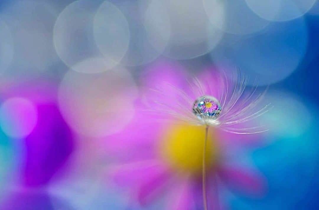 花の写真館さんのインスタグラム写真 - (花の写真館Instagram)「Photo by 坂口夢華.⠀ https://www.facebook.com/yumeka126⠀ .⠀ Original Post[投稿頂いたURL]⠀ https://www.facebook.com/photo.php?fbid=524488494630765⠀ .⠀ 本アカウントは、 #私の花の写真 をつけてInstagramに投稿された皆さまの花の写真や、「花の写真館」Facebookページで投稿された花の写真を紹介します。⠀ 「花の写真館」Facebookページは、「 @floral.photograph 」のプロフィールにあるURLからご覧ください。⠀ .⠀ #花の写真館 #floralphotograph #floralphoto #flower #flowers #富士フイルム #FUJIFILM⠀ Follow: @floral.photograph」7月31日 19時30分 - floral.photograph