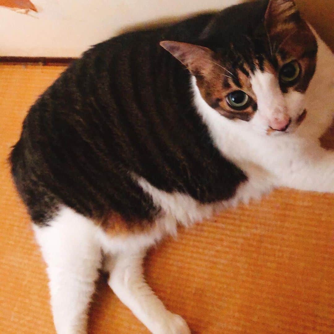 のインスタグラム：「‪仕事部屋の奥の小さな空間から半日出てこなかった食いしん坊君。‬ ‪やーっと出てきて冷房ギンギンの部屋から今度は出ない笑‬  #catstagram #cat #ねこ #猫 #冷房」