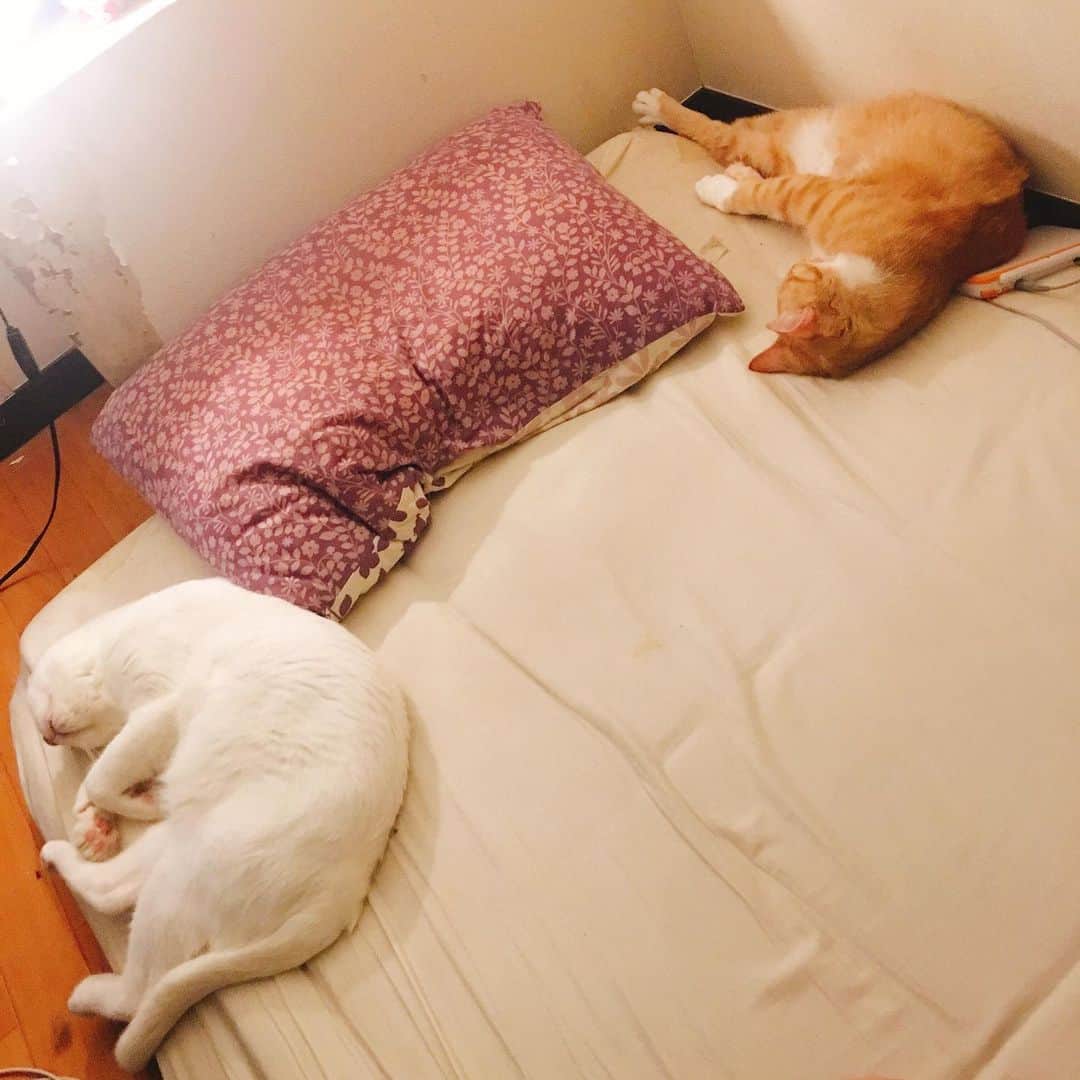 金巻ともこさんのインスタグラム写真 - (金巻ともこInstagram)「暑くてうなされて目覚めたらこんな感じだった。君たち夏なんだからちょっと遠慮してほしい。 #kurohakuchai #cat #茶トラ #猫多頭飼い #tabby #orangetabby #whitecat #白猫」7月31日 17時57分 - tomotomoco