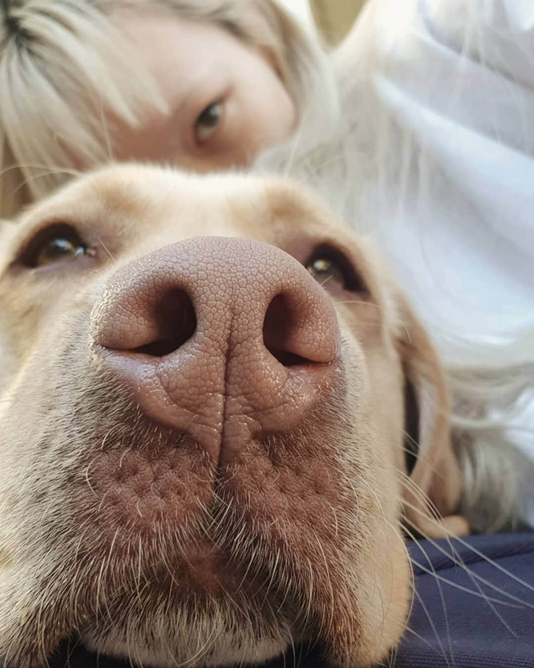 フェルナンダ・リーのインスタグラム：「Tong Tong Tong Tong Tong Tong Tong 🥰🥰🥰🐶🐶🐶🐶🐕🐕 🐕 People mention that I should have a pet in nyc. I really wish I could! Then again.. I could not bear to have them watch me come and go as often as I currently do. Tong happily lives in Sydney with my parents and roams around the backyard all day (a much more feasible lifestyle for an animal). 🐕 Currently headed out again, so I will see her next in a couple months 😔  #labradorretriever」