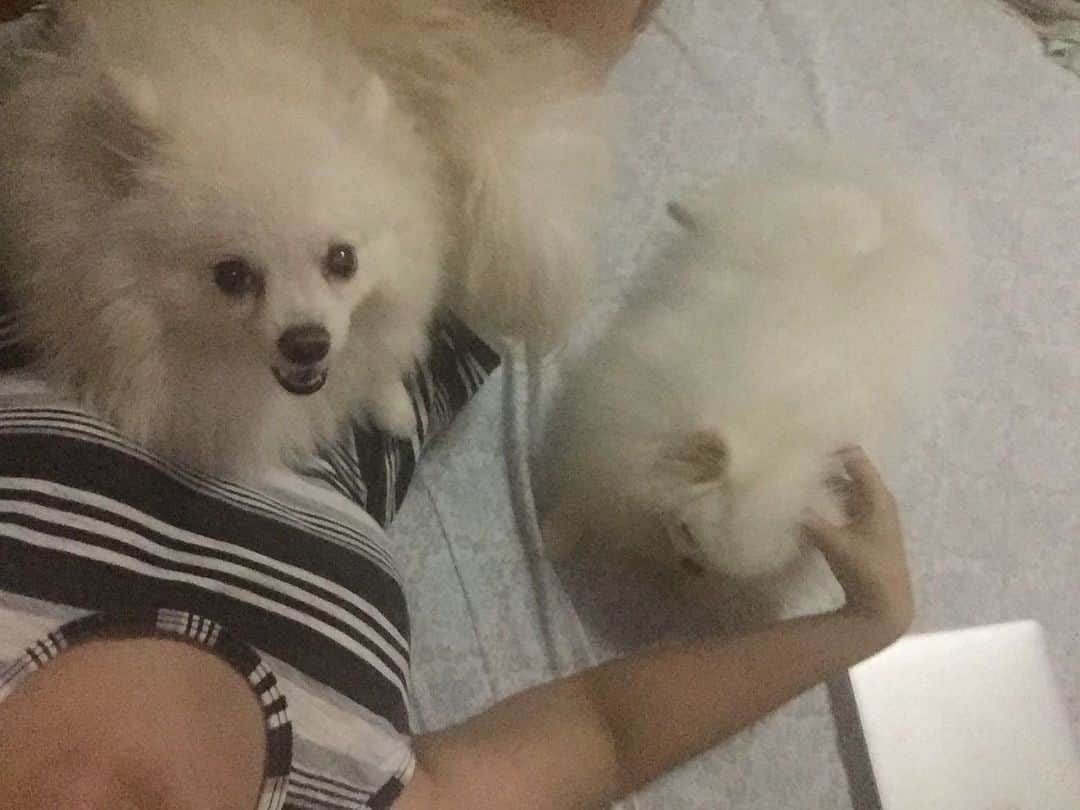 JEWELのインスタグラム：「Pancake is only allowed to sit at mommy if i get ear rubs 😂🐶 #pomeranian #pomeranianpage #dogstagram #dogsofinstagram #petstagram #petsofinstagram #weeklyfluff #fluffy #barkpost #buzzfeedanimals」