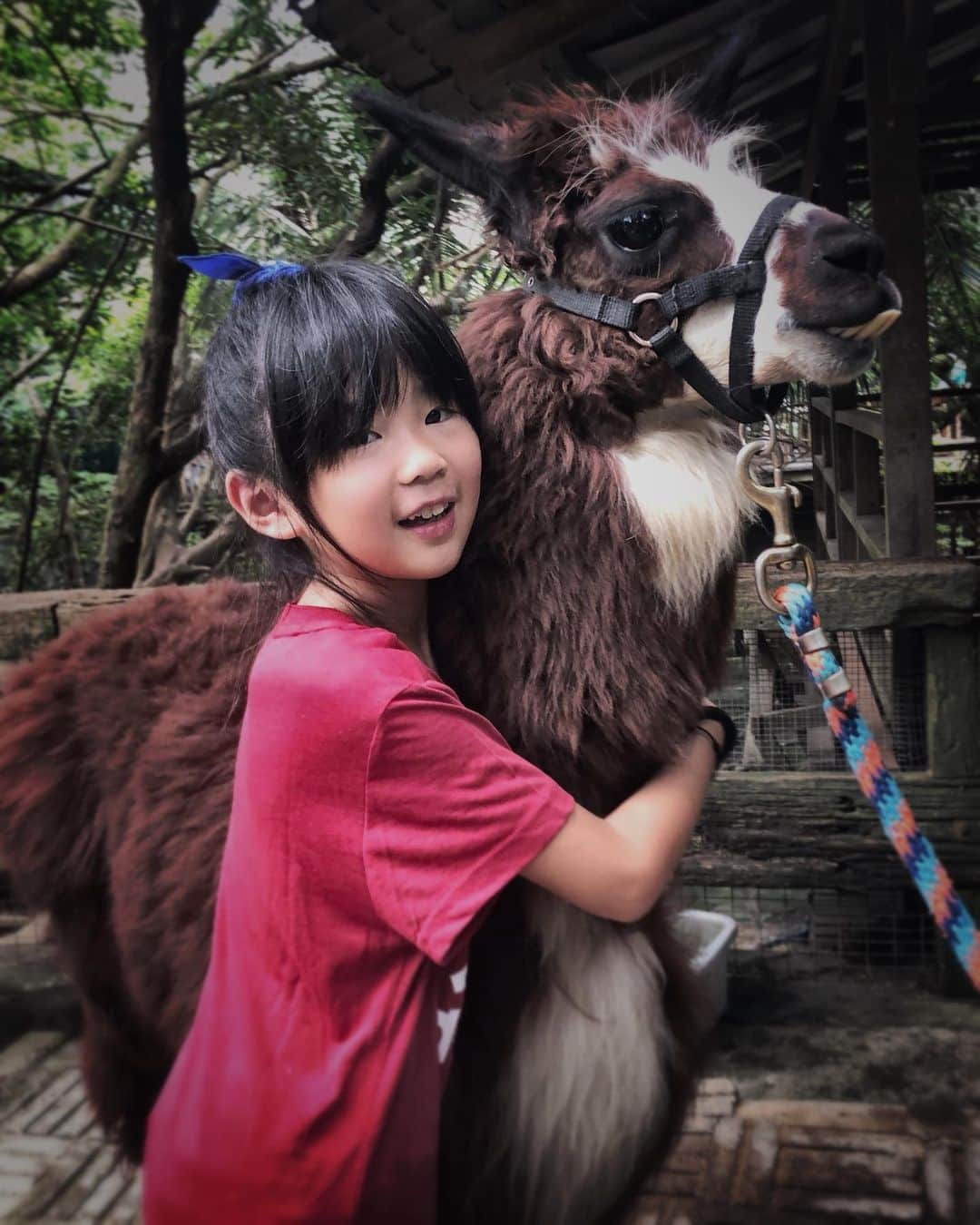 曹格格さんのインスタグラム写真 - (曹格格Instagram)「Grace  happy , daddy happy.  Kids should really try to experience the true beauty and charm of animals ... not just through the internet.  #malaysia #summer #holiday #love #fatherdaughter」7月31日 18時15分 - supergarychaw