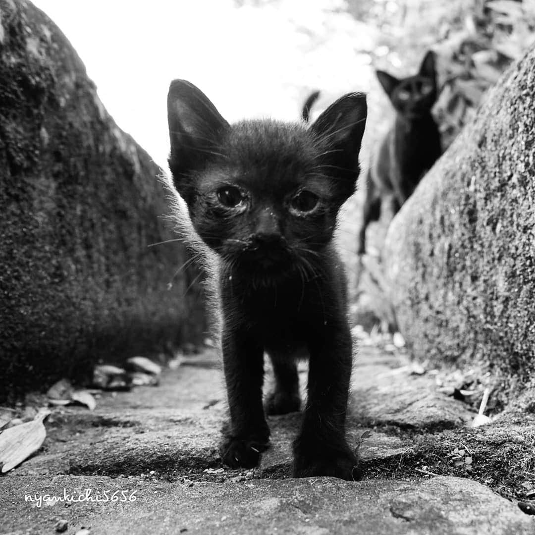 路地裏のにゃん吉さんのインスタグラム写真 - (路地裏のにゃん吉Instagram)「天使は空から来るなんて嘘っぱち It is a lie that angels come from the sky  #แมว #igersjp#ねこ#猫#ig_japan#ねこ部#ふわもこ部#kittens_of_world #にゃんすたぐらむ#みんねこ #cats#ファインダー越しの私の世界 #catsofinstagram#catstocker#gatto#catloversclub#ペコねこ部#ピクネコ #東京カメラ部#icu_japan#team_jp_西 #고양이#nekoclub #catstagram#japan_photo_now #bestcatclub #balousfriends#ファインダーは私のキャンパス#bnw_legit #gallery_legit」7月31日 18時34分 - nyankichi5656