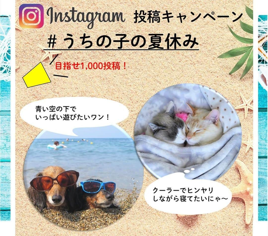 アイペット ペットスナップキャンペーンさんのインスタグラム写真 - (アイペット ペットスナップキャンペーンInstagram)「【★インスタ投稿キャンペーン開催中★】⠀⁠ ⁠ 先日のストーリーでのお題募集にご投稿くださった皆様、ありがとうございました！⁠ たくさんの素敵なアイディアの中決定した8月のお題は・・・・⁠ ⁠ 『#うちの子の夏休み』⁠⠀⁠ ⁠ 涼しいところでグデ～っとお休みしたり、⁠ 海を眺めてみたり、愛犬・愛猫がどんな夏休みを過ごしているのか教えてくださいね♪⁠ ⁠⠀⁠ 【さらに！今月はお盆企画でWチャンス！】⁠ ⁠ 抽選で毎月3名様に『投稿写真入りコースター』をプレゼント🎁⁠ に加え、8/13～8/18のお盆期間に投稿してくれた方の中から2名様に投稿写真で作る『オリジナルクッション』をプレゼント★⁠ ⁠ ぜひこの期間に投稿して夏休みを盛り上げましょう！⁠ ⠀⁠ ▼参加方法はとっても簡単⁠ ①アイペットのアカウントをフォロー！⠀⁠⠀⁠ ②月ごとのお題に沿ったペット写真を撮り、⠀ ⁠⠀⁠ #お題 #ipet #今日のうちの子⠀⁠⠀⁠ を付けて投稿！⠀⁠⠀⁠ ⠀⁠⠀⁠ 8月のお題→→⠀「#うちの子の夏休み」⁠⠀⁠ ⁠ #うちの子の夏休み #ipet #今日のうちの子⁠⠀⁠ を付けたたくさんの投稿お待ちしております！⠀⁠ ⁠ #犬 #いぬ #いぬすたぐらむ #わんこ #わんすたぐらむ #犬のいる暮らし #dog #dogstagram #dogs ⁠⠀⁠ #猫 #ねこ #にゃんすたぐらむ #にゃんこ #cat #catstagram #cats ⁠⠀⁠ #アイペット #アイペット損保 #アイペット広報 #ペット保険」7月31日 18時54分 - ipet__ins