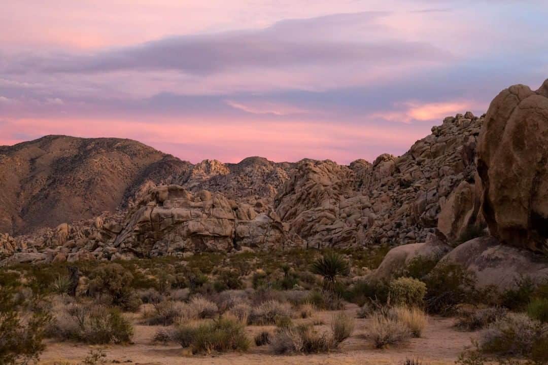 National Geographic Travelさんのインスタグラム写真 - (National Geographic TravelInstagram)「Photo by @sofia_jaramillo5 | Pink and purple colors fill the sky at sunset in Joshua Tree National Park, California. Joshua Tree was named a national monument in 1936 by President Franklin Delano Roosevelt and it was accorded national park status in 1994. The 800,000-acre park is located just a few hours outside Los Angeles, San Diego, Las Vegas, and Phoenix. For more photos from national parks in the United States follow @sofia_jaramillo5 #joshuatree #travelusa #nationalparks」7月31日 19時02分 - natgeotravel