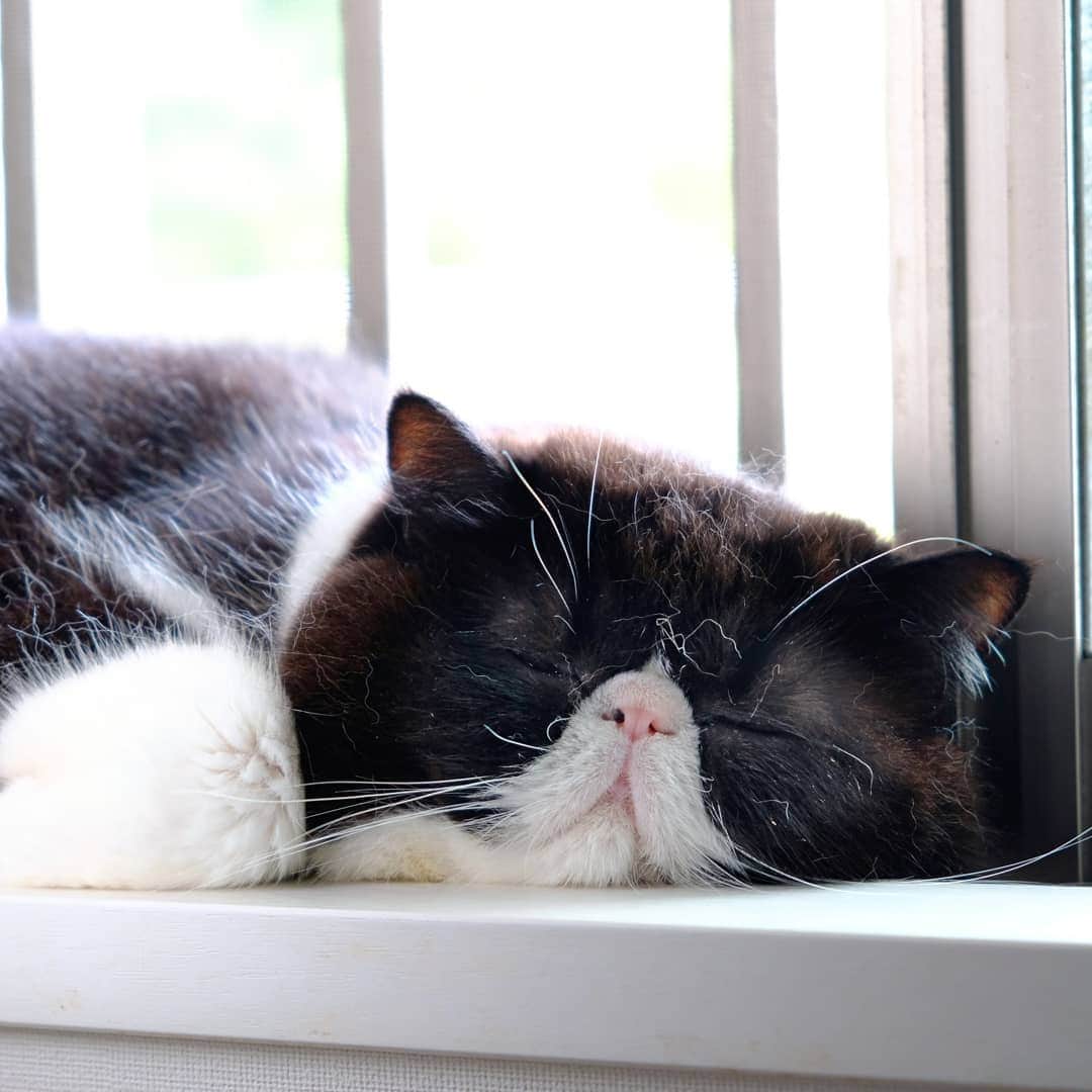 なっつ。さんのインスタグラム写真 - (なっつ。Instagram)「🐼 窓開けてほしいにょーって 誘導されて 開けたらそのまま寝ちゃった💧 冷房ついてるんだけどなぁ。 暑くないのかなぁ。 熱中症になっちゃうよぅ。 っていう母の言葉は 届かずです😗 #たれぷにこ #結局このまま３時間😹 #自然の風が気持ちいおぷにさま ・ ・ ・」7月31日 19時20分 - punipopo