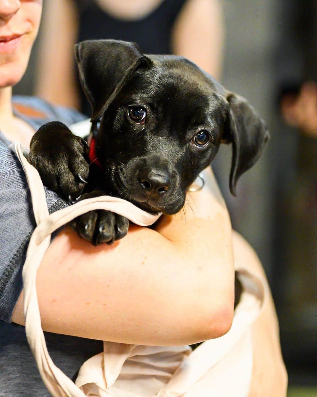 The Dogistさんのインスタグラム写真 - (The DogistInstagram)「ADOPTABLE: Little Foot, Labrador/Pit Bull mix (3 m/o), Bedford Ave Station, Brooklyn, NY • “He’s sweet and nips a lot.” Adoptable via @heartsandbonesrescue」7月31日 10時29分 - thedogist