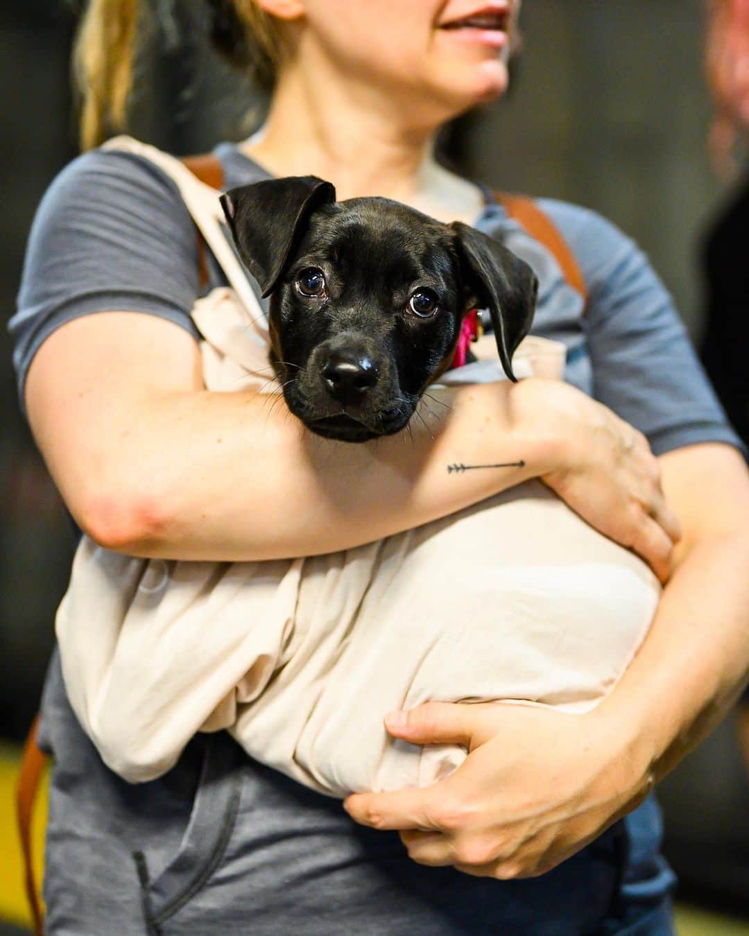 The Dogistさんのインスタグラム写真 - (The DogistInstagram)「ADOPTABLE: Little Foot, Labrador/Pit Bull mix (3 m/o), Bedford Ave Station, Brooklyn, NY • “He’s sweet and nips a lot.” Adoptable via @heartsandbonesrescue」7月31日 10時29分 - thedogist