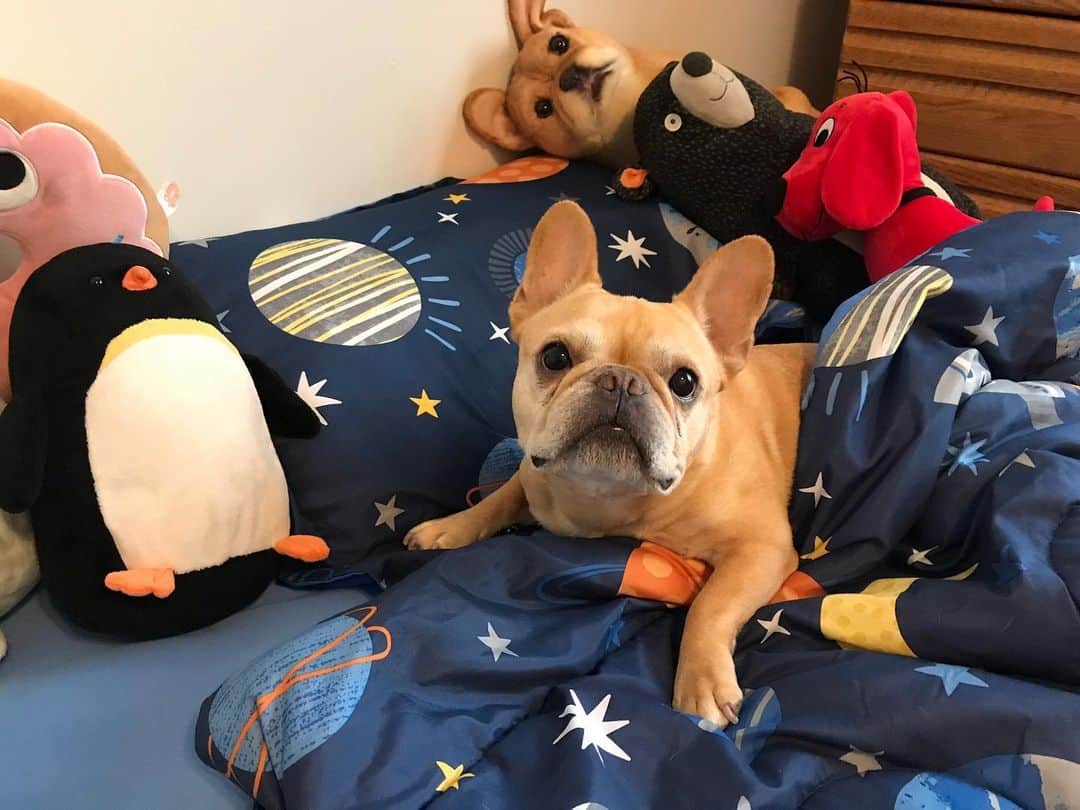 Hamlinのインスタグラム：「Me trying to get in a brisk 6 hour nap while my brother is out doing whatever it is that toddlers do on a Tuesday afternoon. .......... #naplikeachamp #bedsquatter」