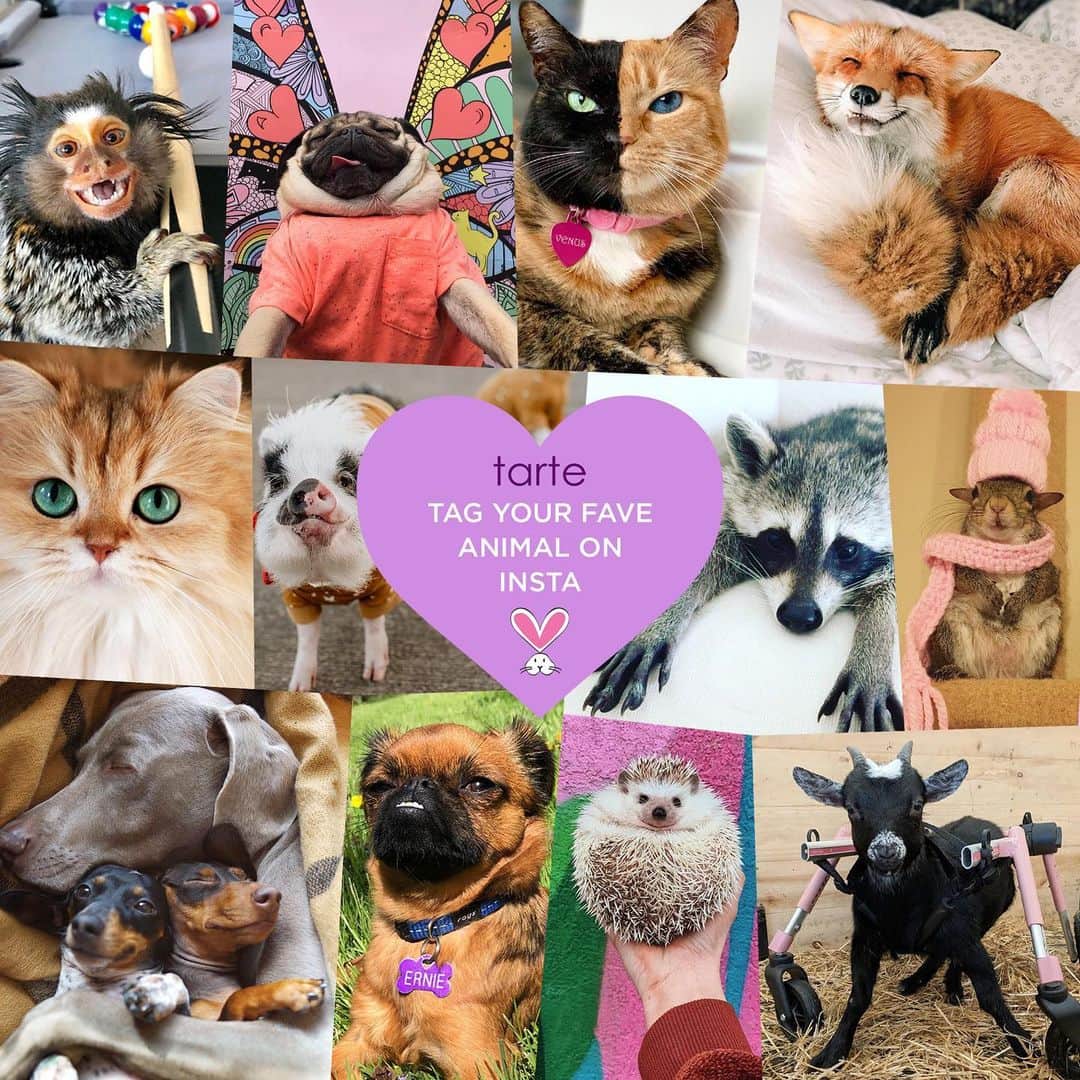 Tarte Cosmeticsさんのインスタグラム写真 - (Tarte CosmeticsInstagram)「Did you know we have been proudly #crueltyfree for 19 years & counting?! 🐶💜 TAG your fave animal IG account below so we can see some more cuteness! 👇」7月31日 10時57分 - tartecosmetics