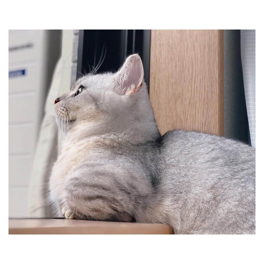 山谷花純さんのインスタグラム写真 - (山谷花純Instagram)「記憶ってなんだろう。 まるは、ご飯の時間だけ覚えてます。  #ミヌエット #猫がいる生活 #まるとの生活 #1歳」7月31日 11時01分 - kasuminwoooow