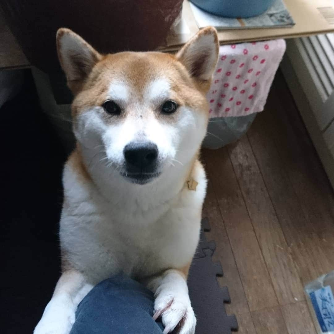 柴犬⭐️サスケさんのインスタグラム写真 - (柴犬⭐️サスケInstagram)「こんにちわん #狙われてる#🍞食べてたら待ってる#お零れ待ち#こぼしませんし#あげませんし#乃木坂な妻たち#柴犬#赤柴」7月31日 11時02分 - shiba20150405